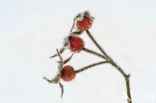 Rose (Rosa)