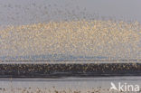 Bar-tailed Godwit (Limosa lapponica)