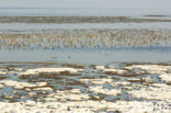 Bar-tailed Godwit (Limosa lapponica)