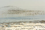 Bar-tailed Godwit (Limosa lapponica)