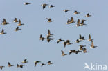 Rotgans (Branta bernicla)