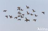 Brent Goose (Branta bernicla)