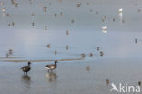 Brent Goose (Branta bernicla)