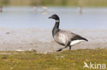 Brent Goose (Branta bernicla)