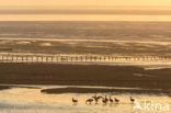 Rotgans (Branta bernicla)