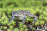 Rugstreeppad (Bufo calamita