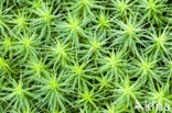 Bristly Haircap (Polytrichum piliferum)