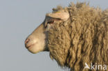 Sheep (Ovis domesticus)