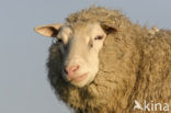Schaap (Ovis domesticus)