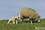 Schaap (Ovis domesticus)