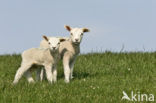 Sheep (Ovis domesticus)