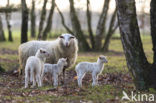 Schaap (Ovis domesticus)