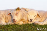 Schaap (Ovis domesticus)