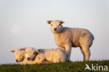 Sheep (Ovis domesticus)