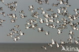 Oystercatcher (Haematopus ostralegus)