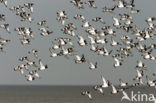 Scholekster (Haematopus ostralegus)