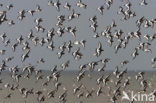 Oystercatcher (Haematopus ostralegus)