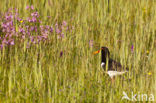 Oystercatcher (Haematopus ostralegus)