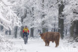 Highland Cow (Bos domesticus)