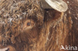 Schotse Hooglander