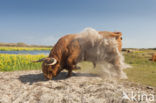 Highland Cow (Bos domesticus)