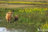 Highland Cow (Bos domesticus)