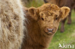 Highland Cow (Bos domesticus)