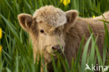 Highland Cow (Bos domesticus)