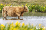 Schotse Hooglander