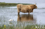 Schotse Hooglander