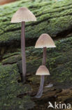 Red Edge Brittlestem (Psathyrella corrugis)