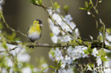 Eurasian Siskin (Carduelis spinus)