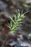 Annual Vernal-grass (Anthoxanthum aristatum)