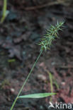 Annual Vernal-grass (Anthoxanthum aristatum)