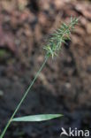 Annual Vernal-grass (Anthoxanthum aristatum)