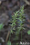 Annual Vernal-grass (Anthoxanthum aristatum)