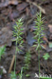 Annual Vernal-grass (Anthoxanthum aristatum)