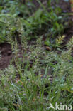 Annual Vernal-grass (Anthoxanthum aristatum)