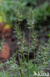 Annual Vernal-grass (Anthoxanthum aristatum)