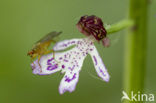 Soldaatje (Orchis militaris) 