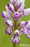 Soldaatje (Orchis militaris) 