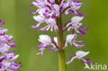 Soldaatje (Orchis militaris) 