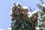 Spar (Picea)