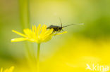 Speenkruid (Ranunculus ficaria)