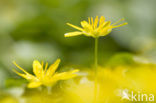 Speenkruid (Ranunculus ficaria)