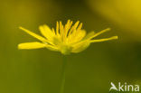 Speenkruid (Ranunculus ficaria)