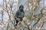 European Starling (Sturnus vulgaris)