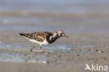 Steenloper (Arenaria interpres)