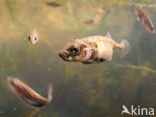 Stickleback (Gasterosteus aculeatus)