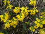 Stekelbrem (Genista anglica) 